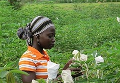 A technician tends to nutrient-rich cassava. Source: HarvestPlus
