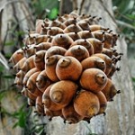 Oil palms are one of many sources of biofuels. Source: Neil Palmer (CIAT)