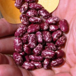 Declaration_Biofortification_DLtn